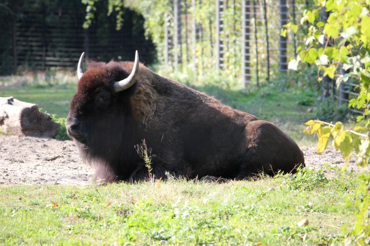 Buffalo en Bronx Zoo