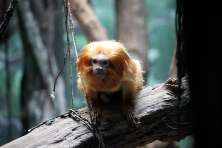 Golden Lion Tamarin en Bronx Zoo