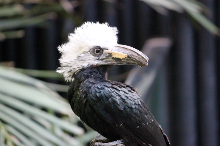 Hornbill en Bronx Zoo