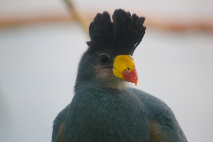 Blue Turaco en Bronx Zoo