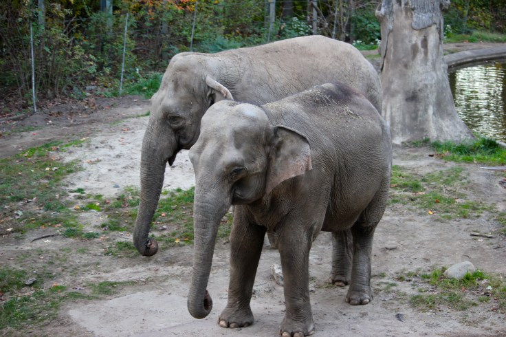 Elefantes en Bronx Zoo