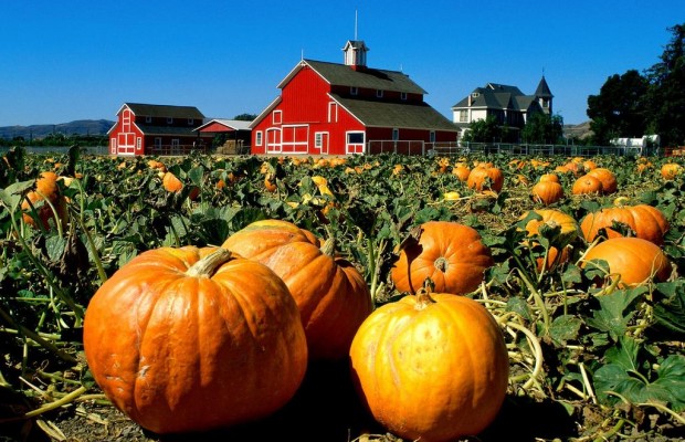 Recogida de Calabazas